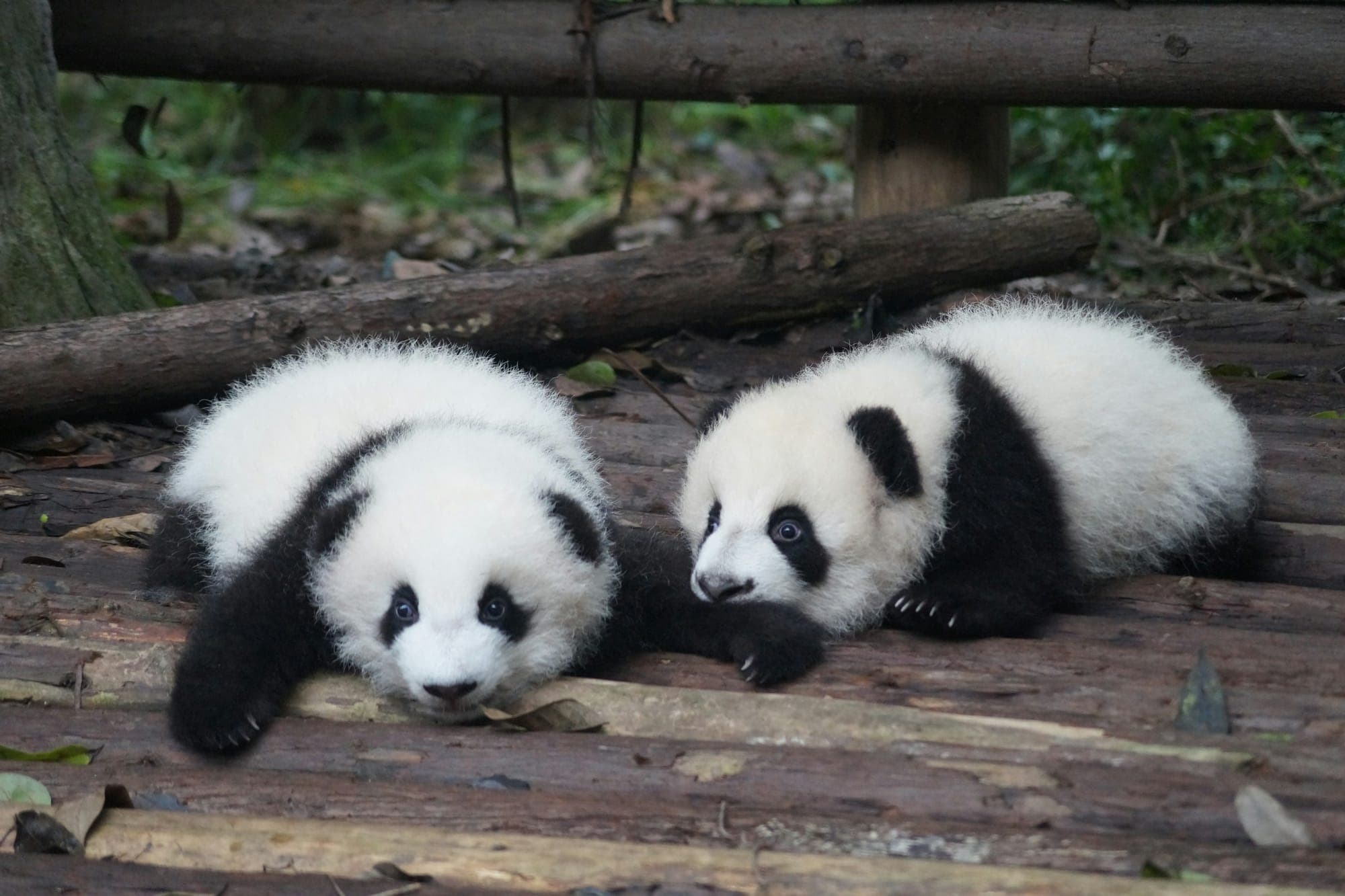 Deux bébés pandas géants
