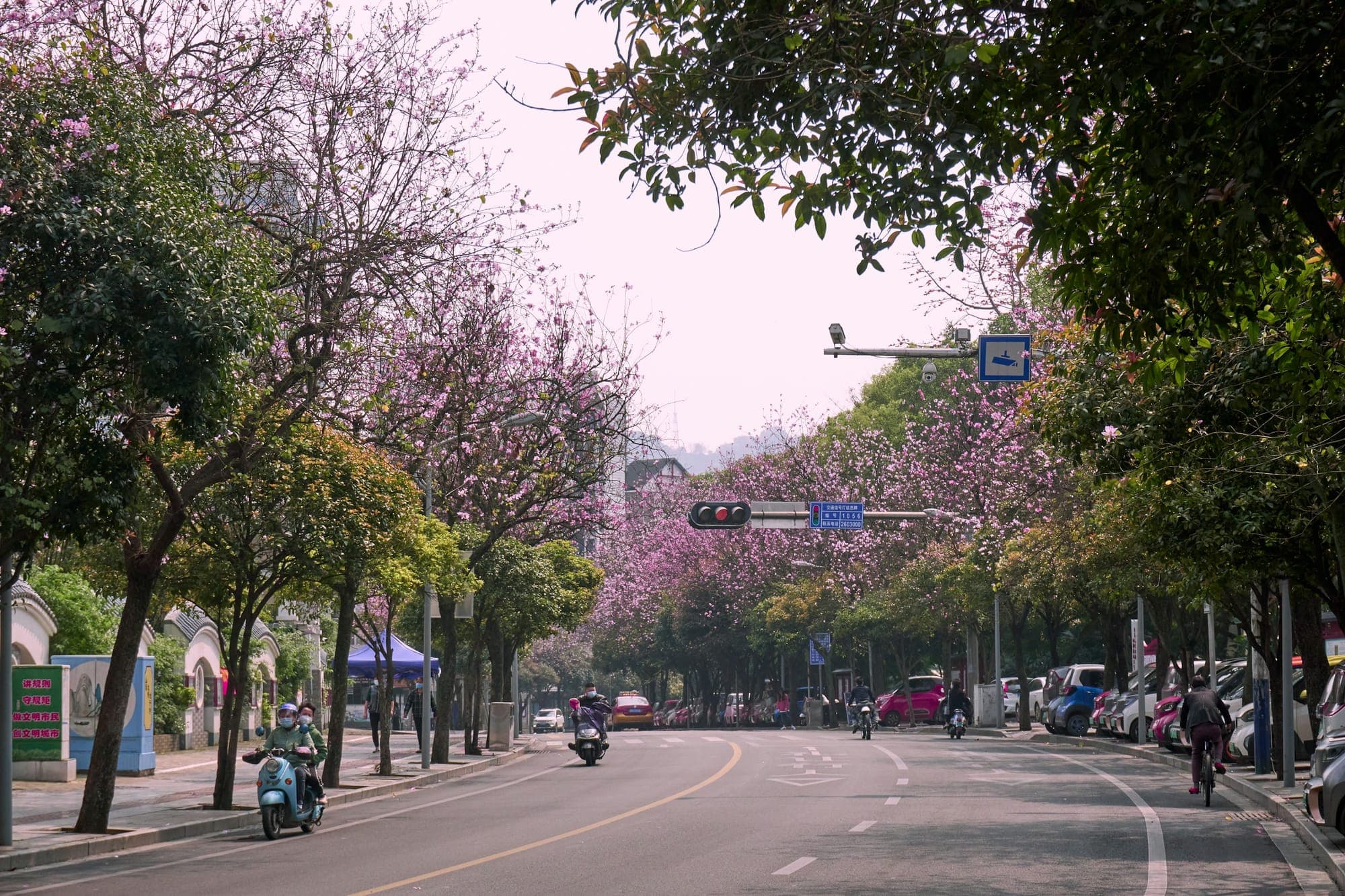 Una calle de Liuzhou bordeada de bauhinias rosas en flor