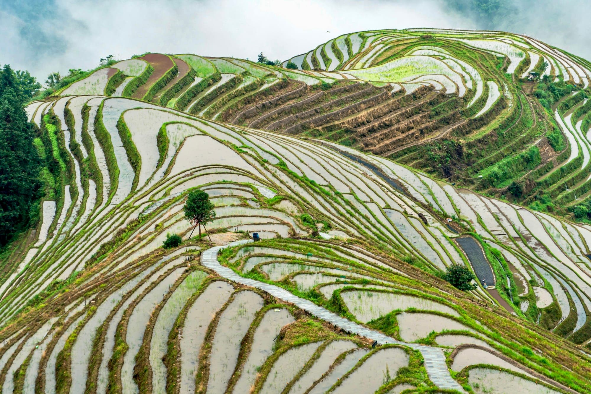 Las terrazas de arroz de Longji curvándose sobre una ladera