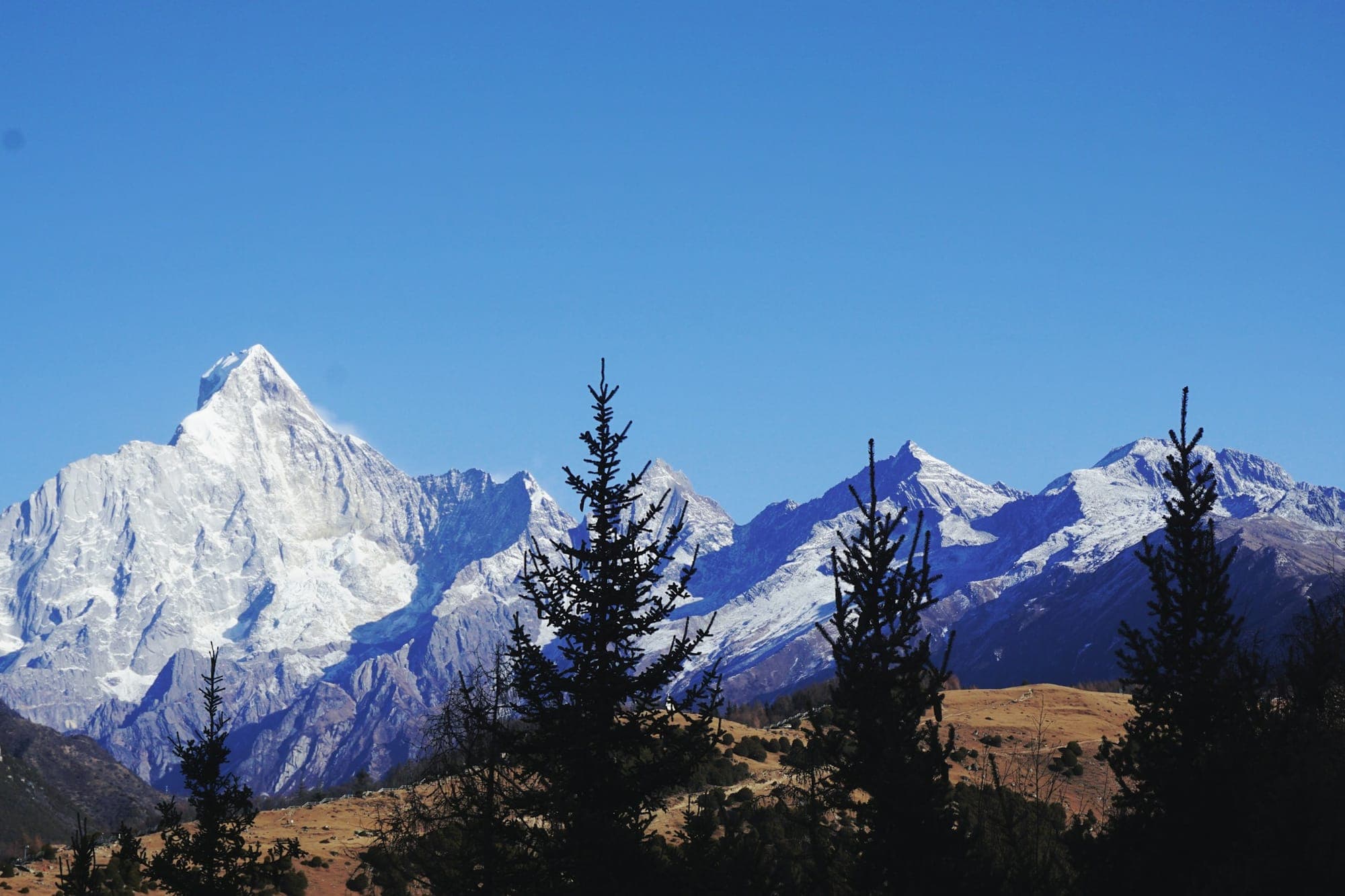 Die verschneiten Gipfel des Mount Siguniang hinter Nadelbäumen in Sichuan
