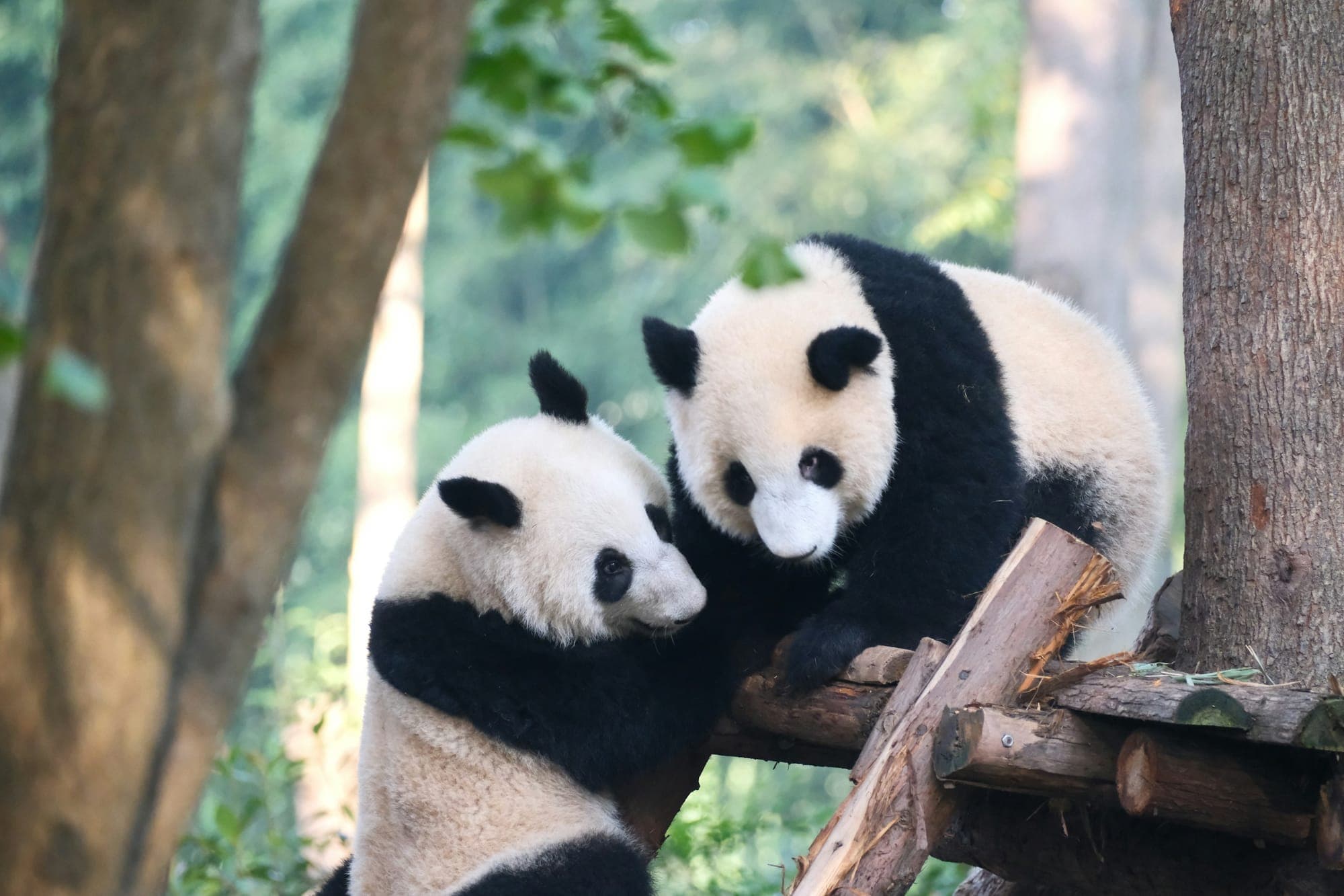 2 pandas géants jouent au Chengdu Research Base of Giant Panda Breeding