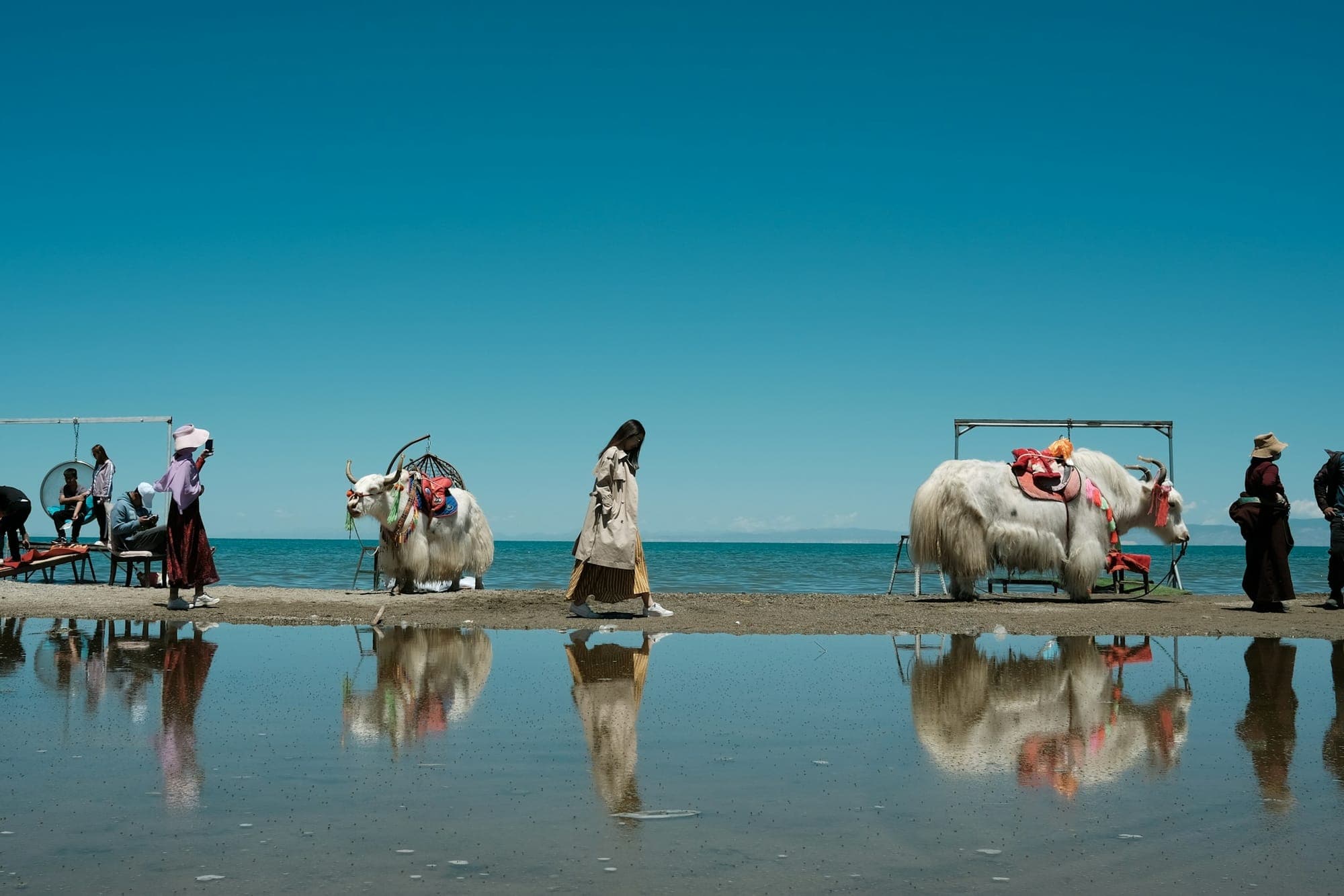 Yak decorati sulla riva del Lago Qinghai sull'altopiano tibetano