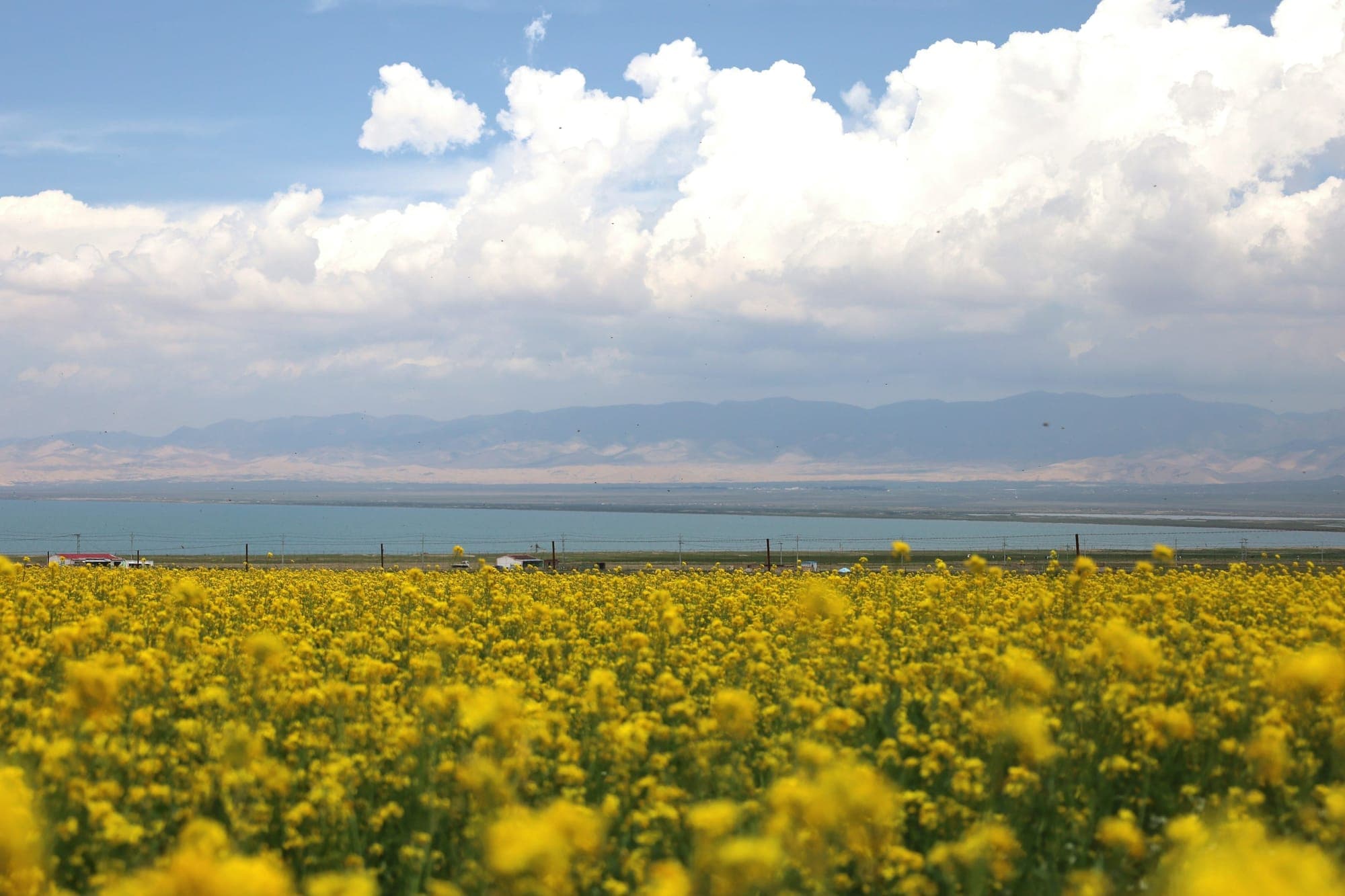 Champs de colza jaune au bord du lac Qinghai