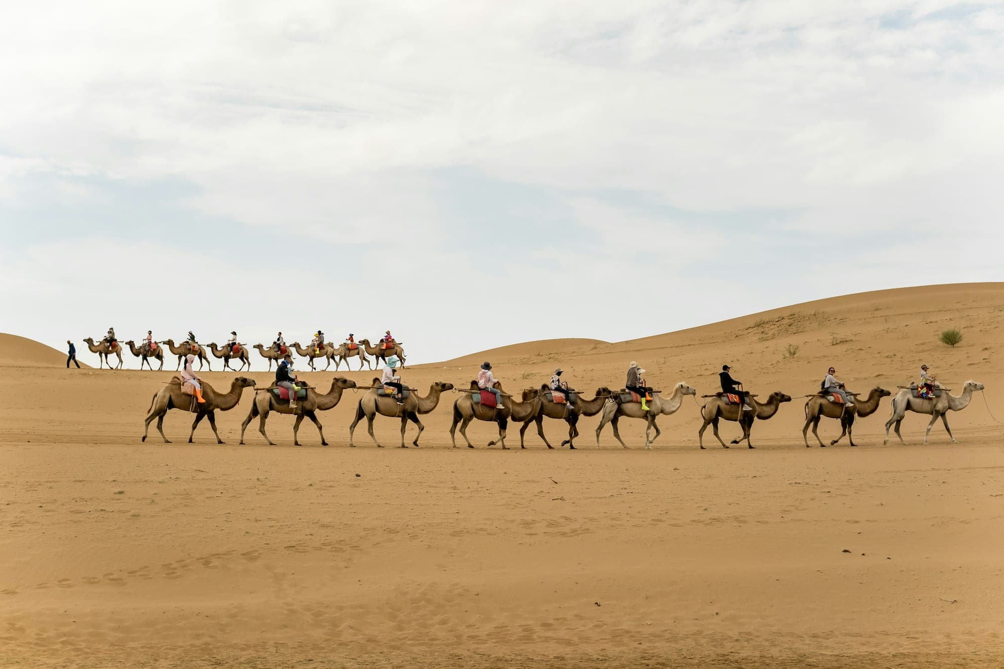 Eine Kamelkarawane zieht durch die Dünen bei Zhongwei, Ningxia