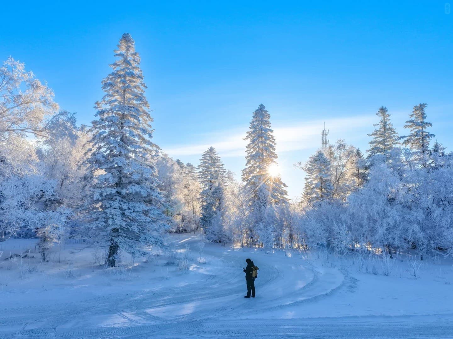 Rime forest in Northeast China