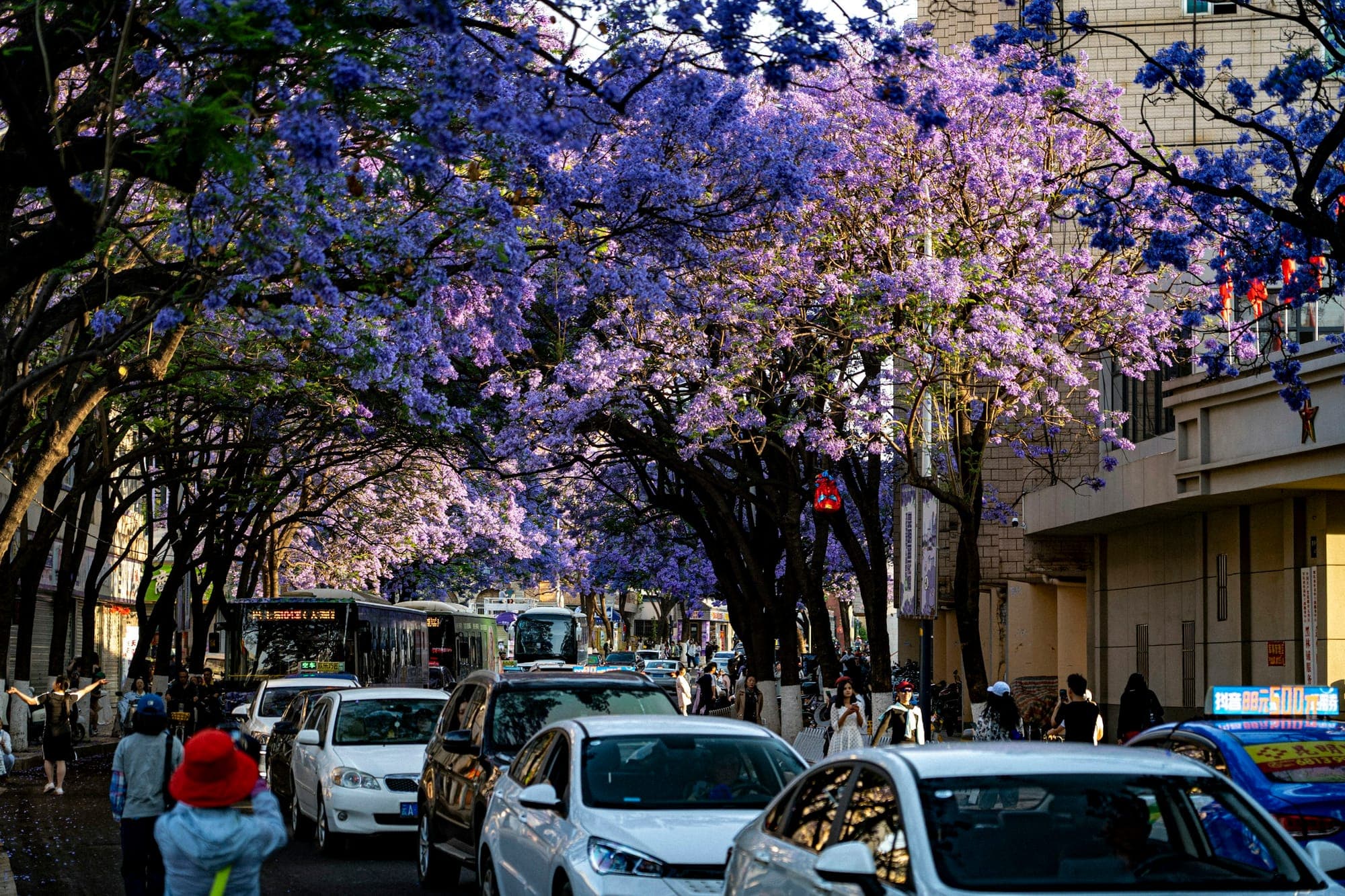 Una strada di Kunming sotto la fioritura viola delle jacarande
