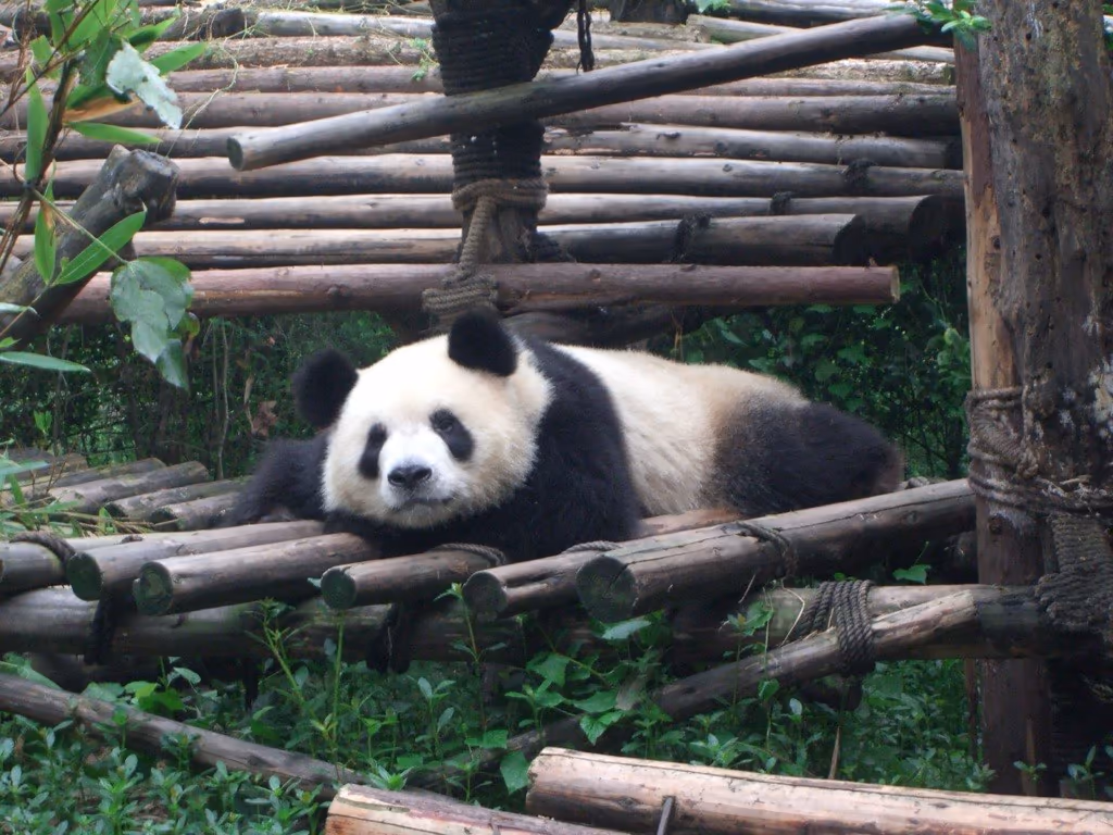 Giant panda resting at the Chengdu Research Base — a family highlight in Sichuan