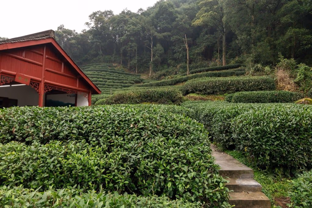 Longjing tea fields in the Dragon Well area near Hangzhou — West Lake green tea country