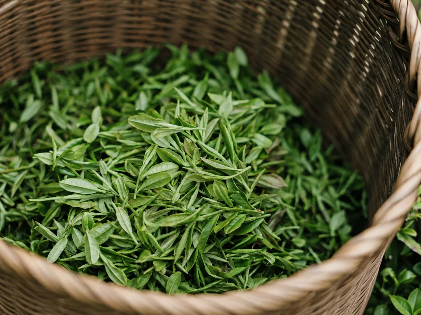 Feuilles de thé fraîches cueillies dans un panier en bambou, région du thé vert près de Hangzhou