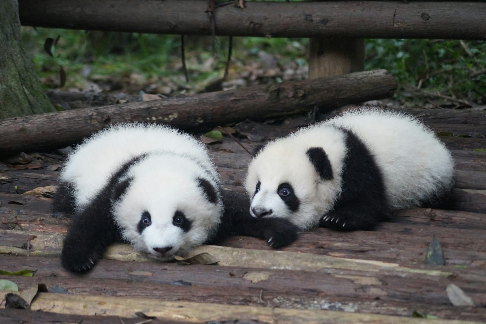 Zwei Riesenpanda-Jungtiere in der Chengdu Research Base of Giant Panda Breeding