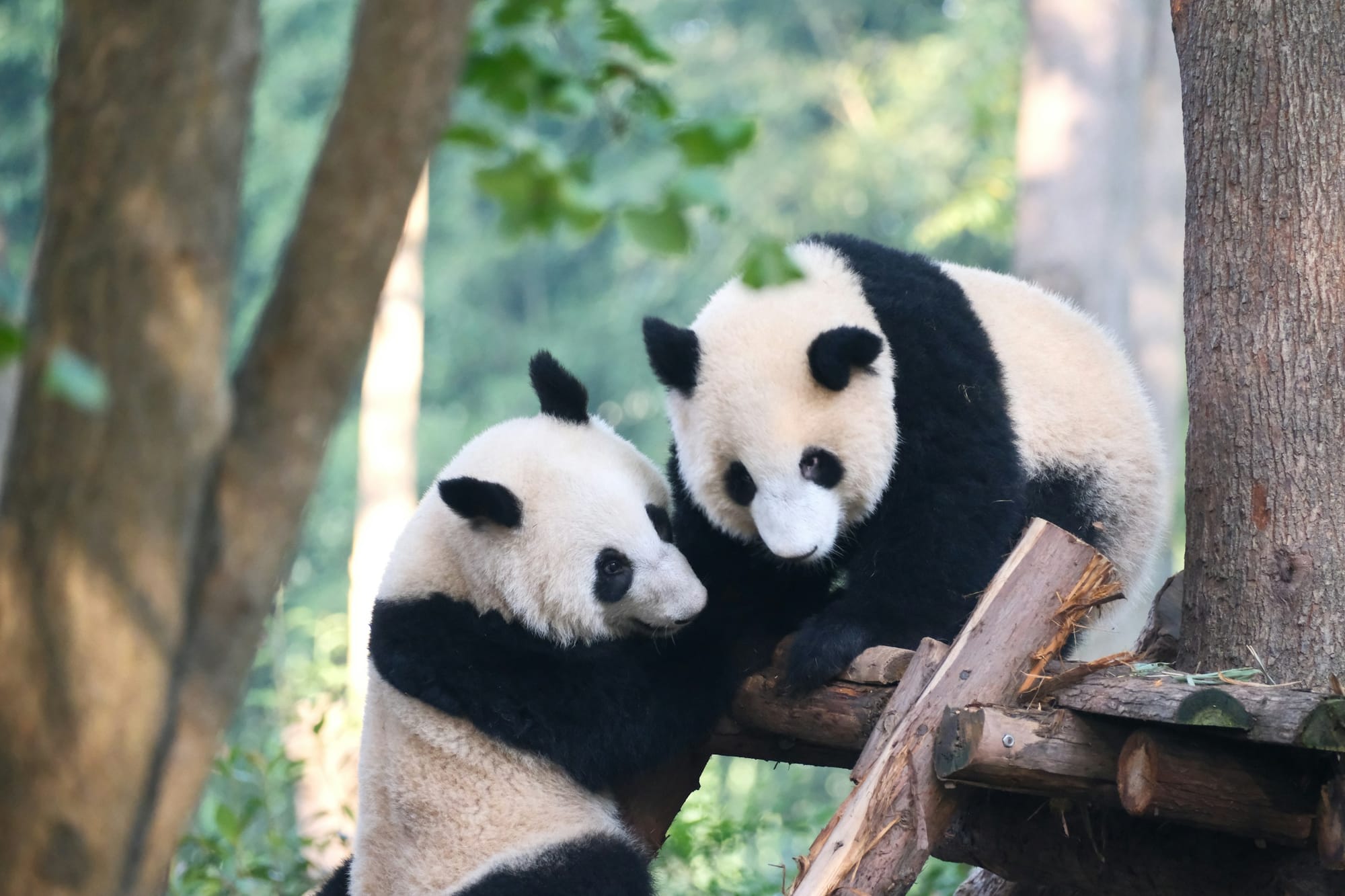 Dos pandas gigantes jugando en la Base de Investigación de Cría del Panda Gigante de Chengdu