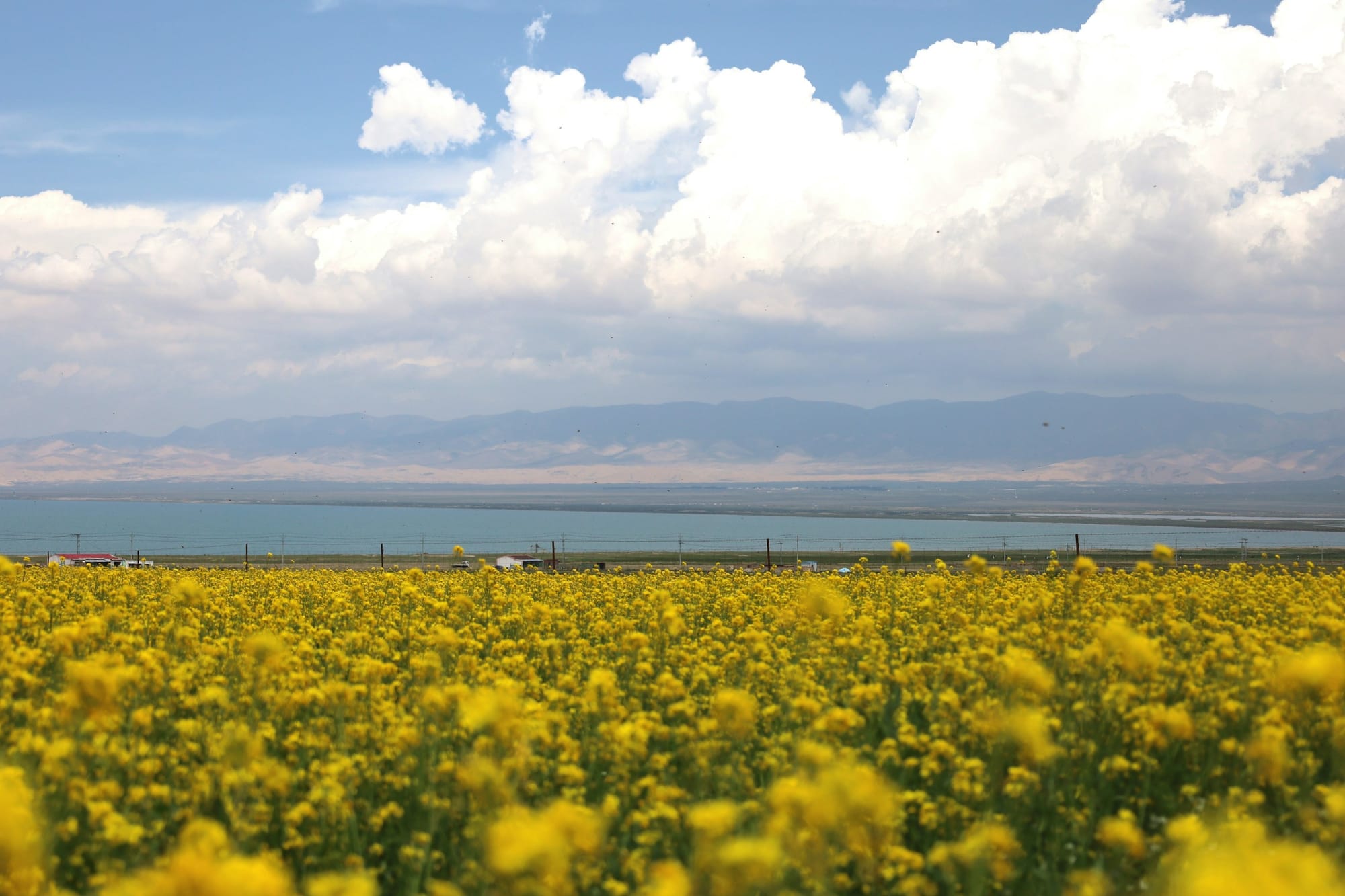 Yellow rapeseed fields beside Qinghai Lake