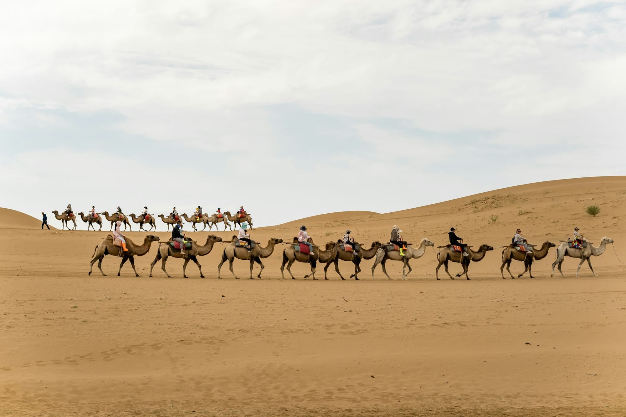 Eine Kamelkarawane zieht durch die Dünen bei Zhongwei, Ningxia