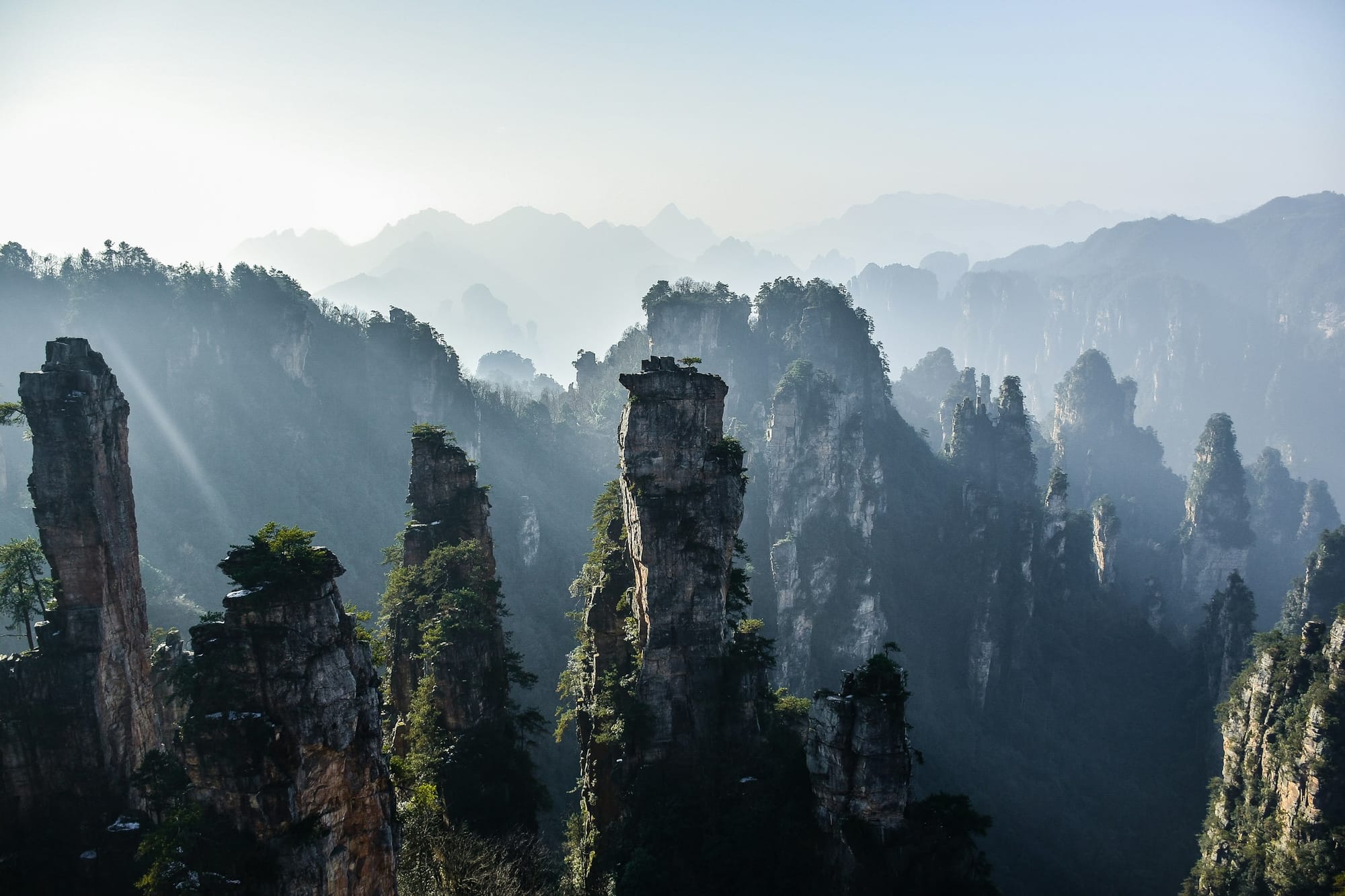 Piliers de grès coiffés de pins à Zhangjiajie